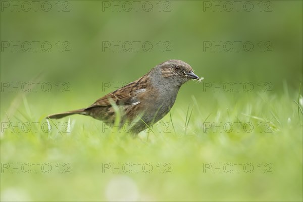 Dunnock or Hedge sparrow