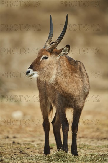 Waterbuck