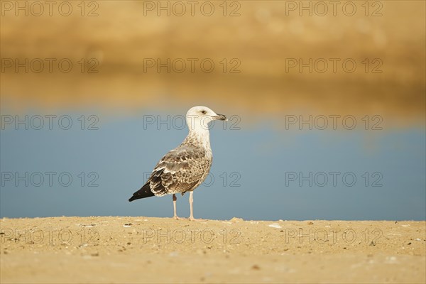 Yellow-legged gull