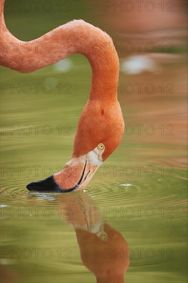 Portrait of an American flamingo