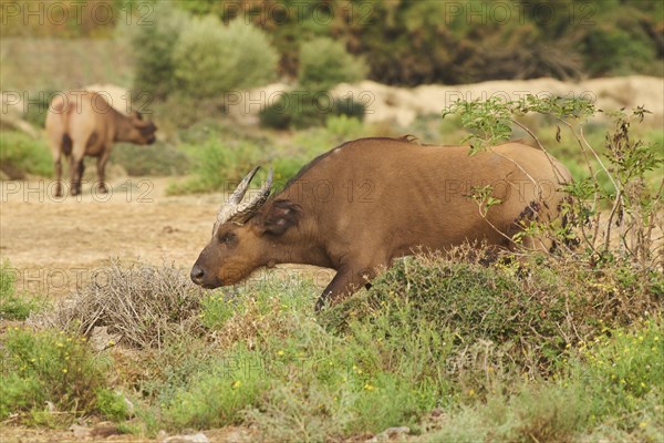 Forest buffalo