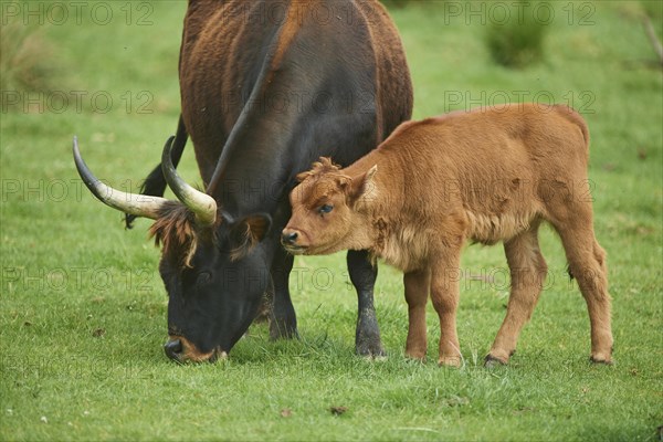 Aurochs