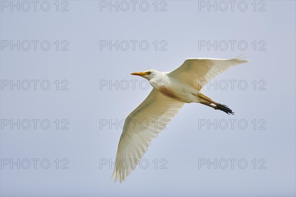 Cattle egret