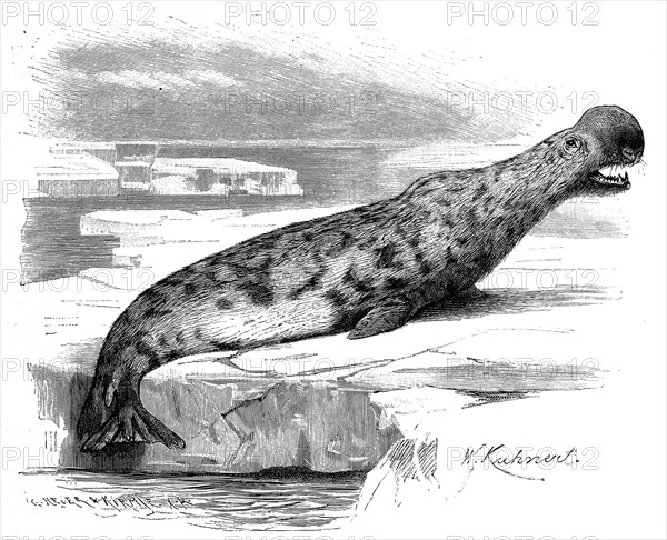 Hooded seal