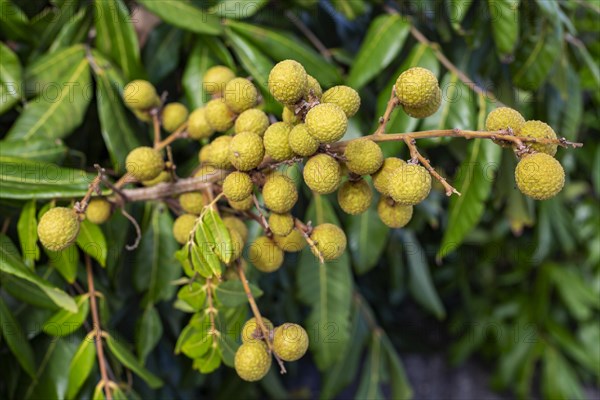 Longan