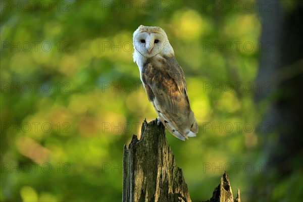 Common barn owl