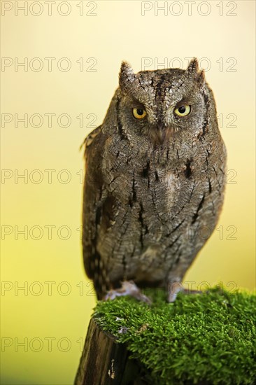 European scops owl