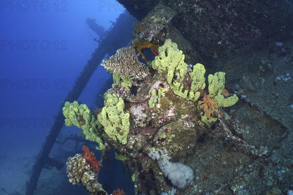 Yellow sponges