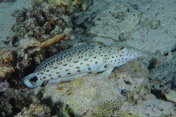 Speckled sandperch