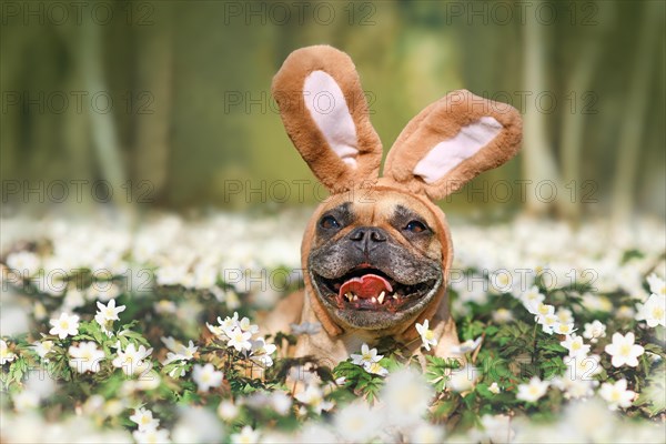 Smiling Easter French Bulldog dog with rabbit costume ears between spring flowers