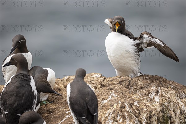 Common Guillemot