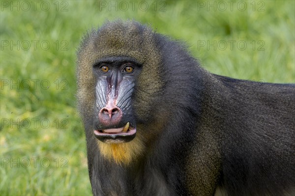 Mandrill