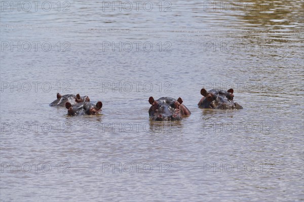 Hippos