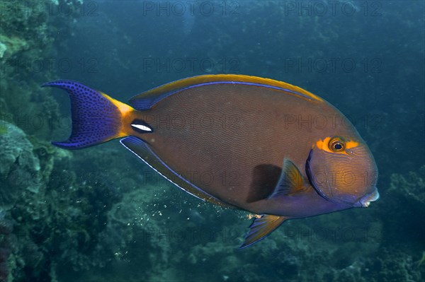 Eyestripe surgeonfish