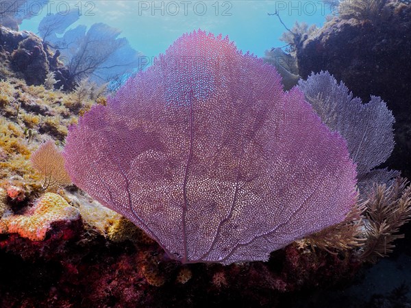 Common sea fan