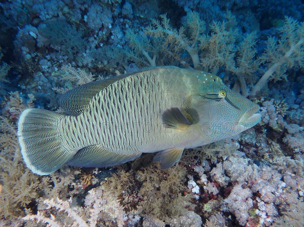 Humphead wrasse