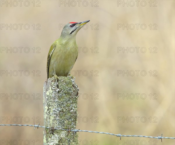 Grey-headed woodpecker