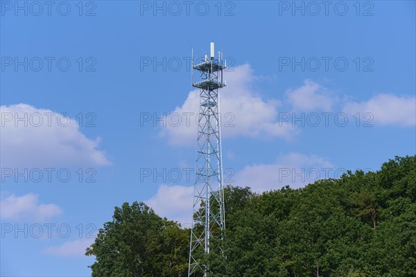 Forest with cell tower