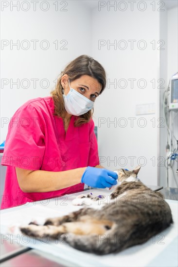 Veterinary clinic with a cat