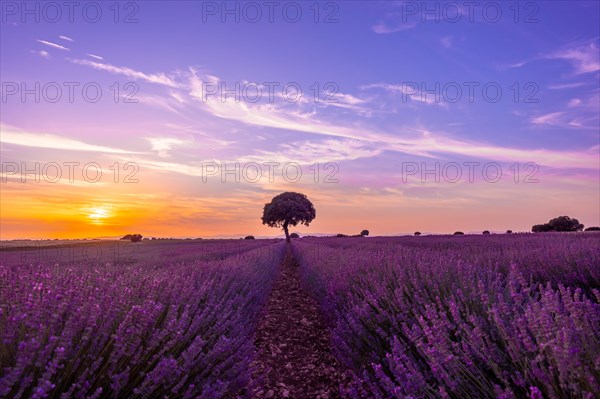 Lavender field at sunset with purple flowers