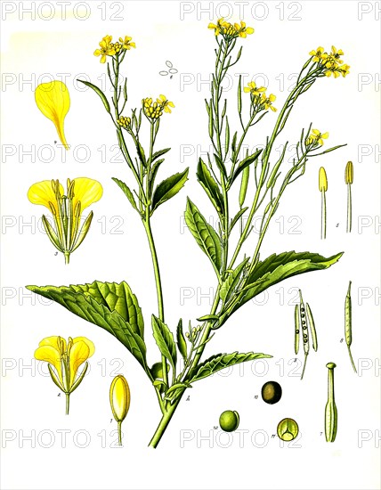 Medicinal plant