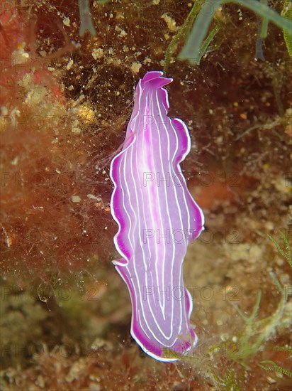 Pink flatworm