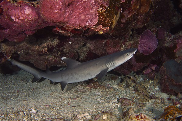 Whitetip Reef Shark