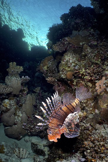 Pacific red lionfish