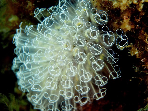 Translucent sea squirt