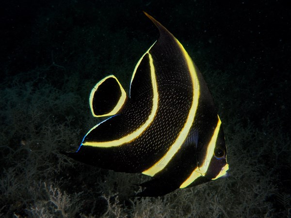 Juvenile French angelfish