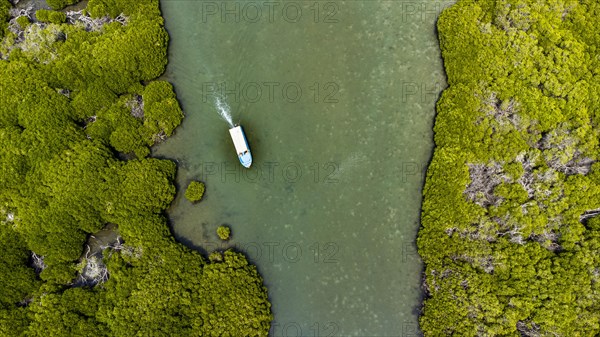 Aerial of the Mangrove forest