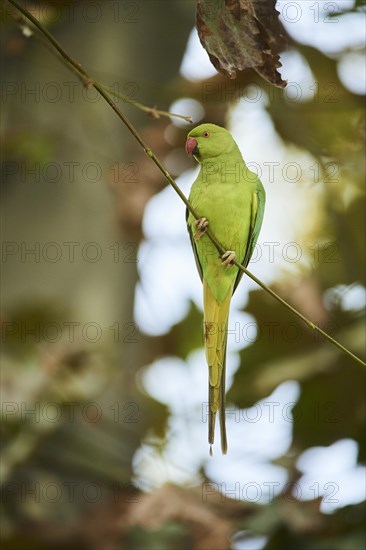 Monk parakeet