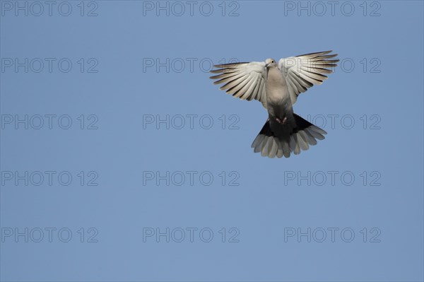 Eurasian collared dove