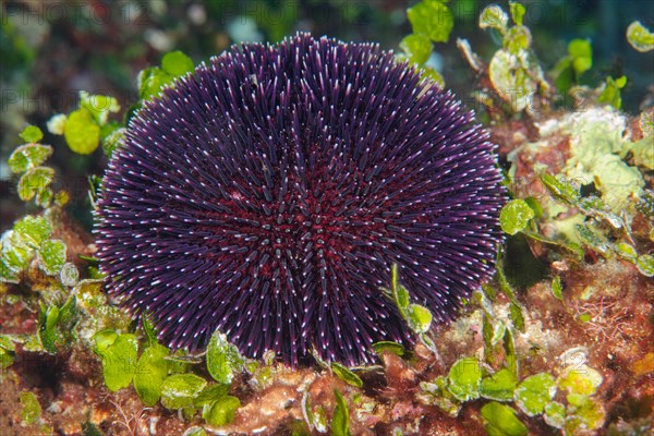 Purple sea urchin