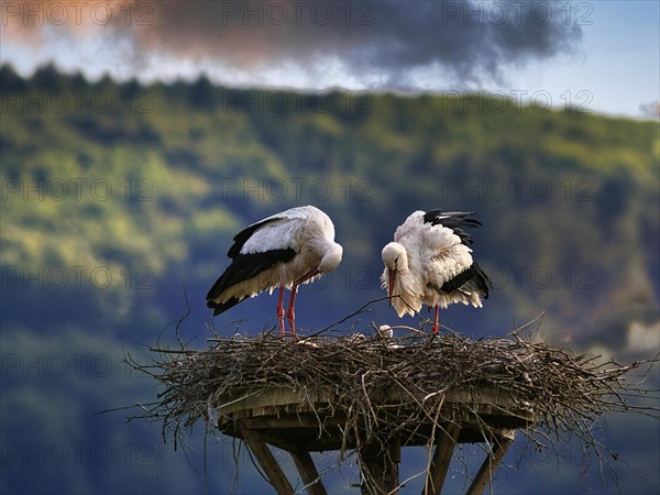 White stork