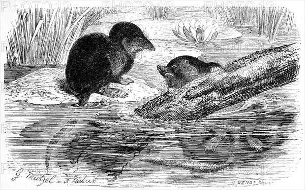 Eurasian water shrew