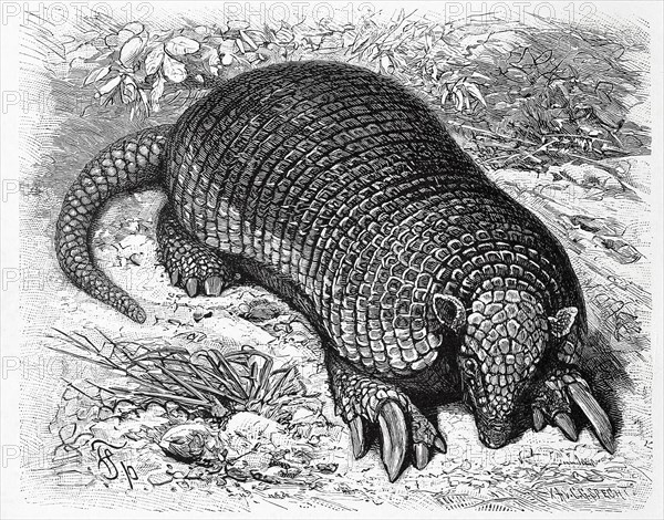 Giant armadillo