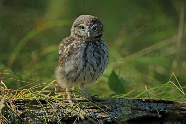 Pygmy Owl