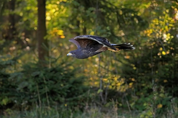 Harris's hawk