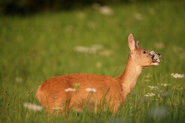 European roe deer