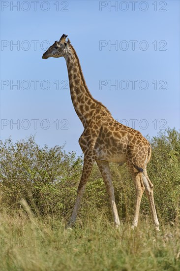 Masai giraffe