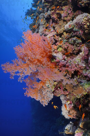 Hemprich's Tree Coral