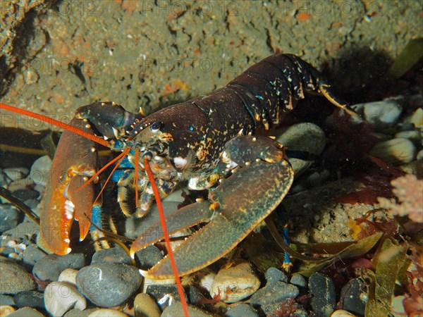 Common lobster