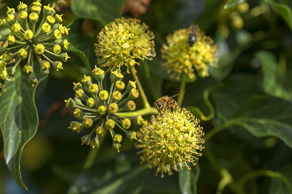 Flowering ivy