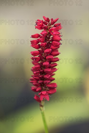 Flower of candle knotweed