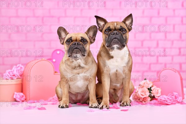 Pair of French Bulldog dogs srrounded by pink Valentine's day decoration like gift boxes and rose flowers