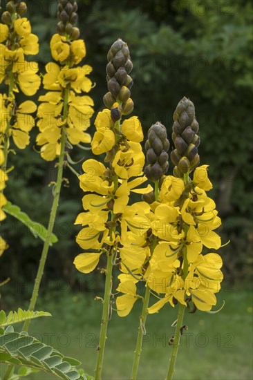 Popcorn senna