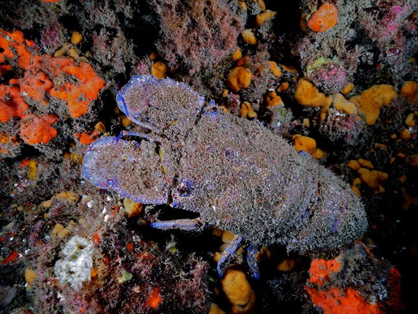 Mediterranean slipper lobster