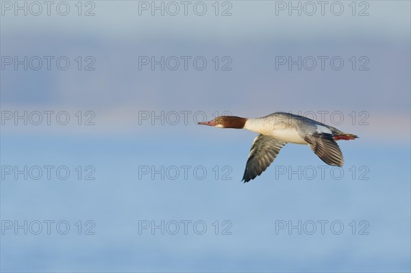 Goosander