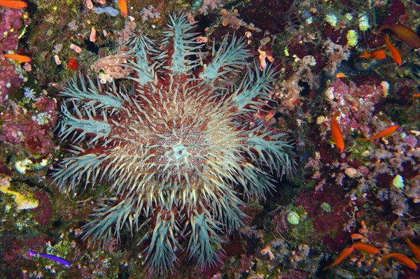 Crown-of-thorns starfish